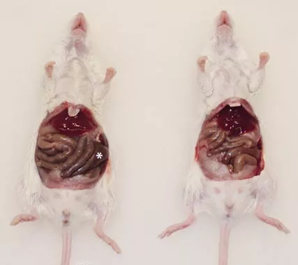 无菌小鼠模型在微生物组学中的应用