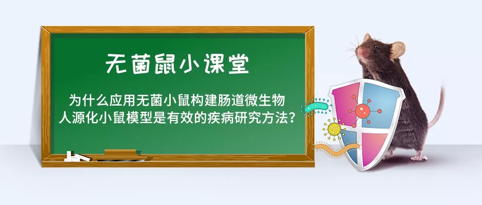 应用无菌小鼠构建肠道微生物人源化小鼠模型
