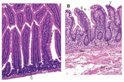应用无菌小鼠构建肠道微生物人源化小鼠模型