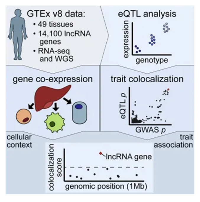 lncRNA研究进展盘点(20210430)
