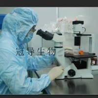 大鼠海绵体平滑肌扩增细胞|STR鉴定图谱