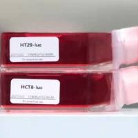 人舌鳞状上皮细胞癌CAL-27（鉴定正确）