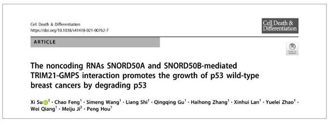  Nature子刊丨西安交大一附院侯鹏组揭示非编码RNA SNORD50A/B促进p53野生型乳腺癌生长的作用机制
