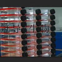 大鼠肺泡巨噬扩增细胞|STR鉴定图谱