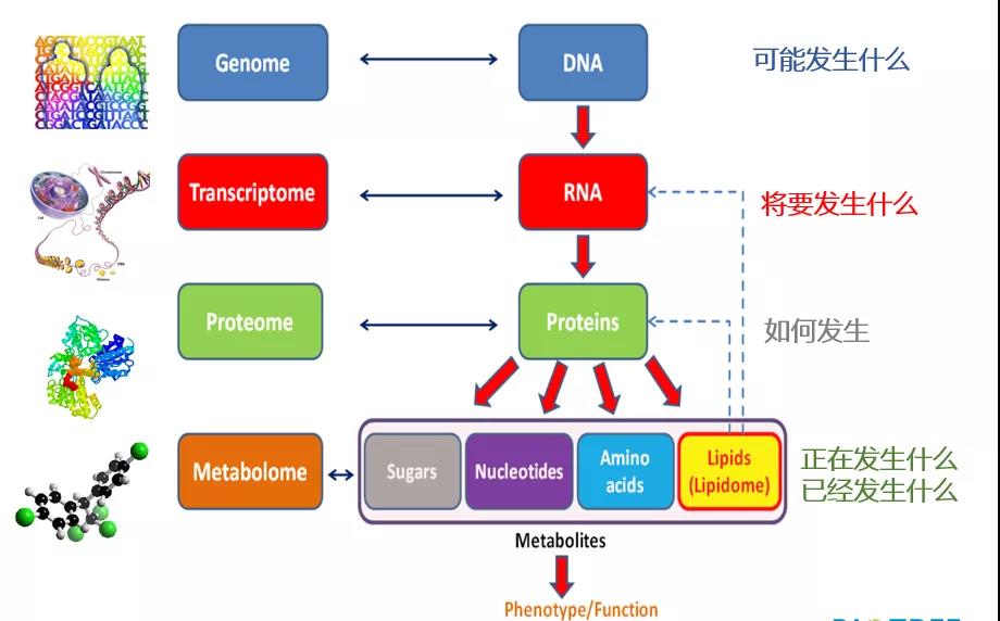 创新应用 | 组学技术简介与其在食品工业中的创新应用