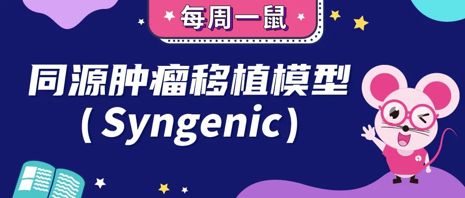同源肿瘤移植小鼠模型（Syngenic）