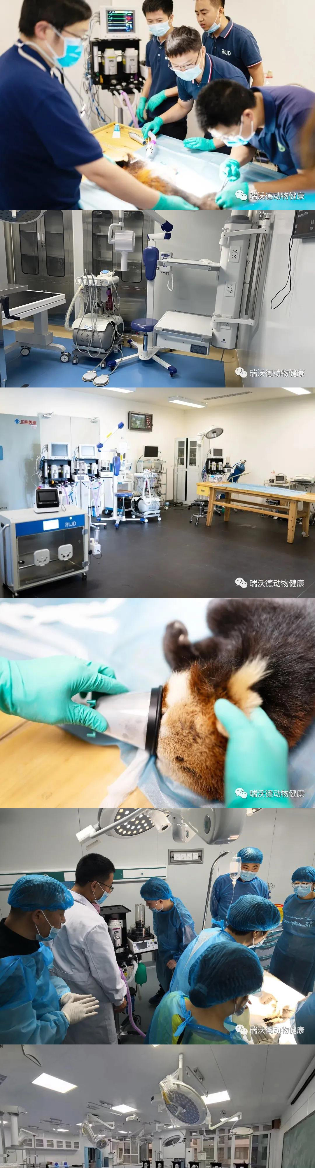 “沃”要逛展会｜瑞沃德邀您赴第13届东西部小动物临床兽医师大会