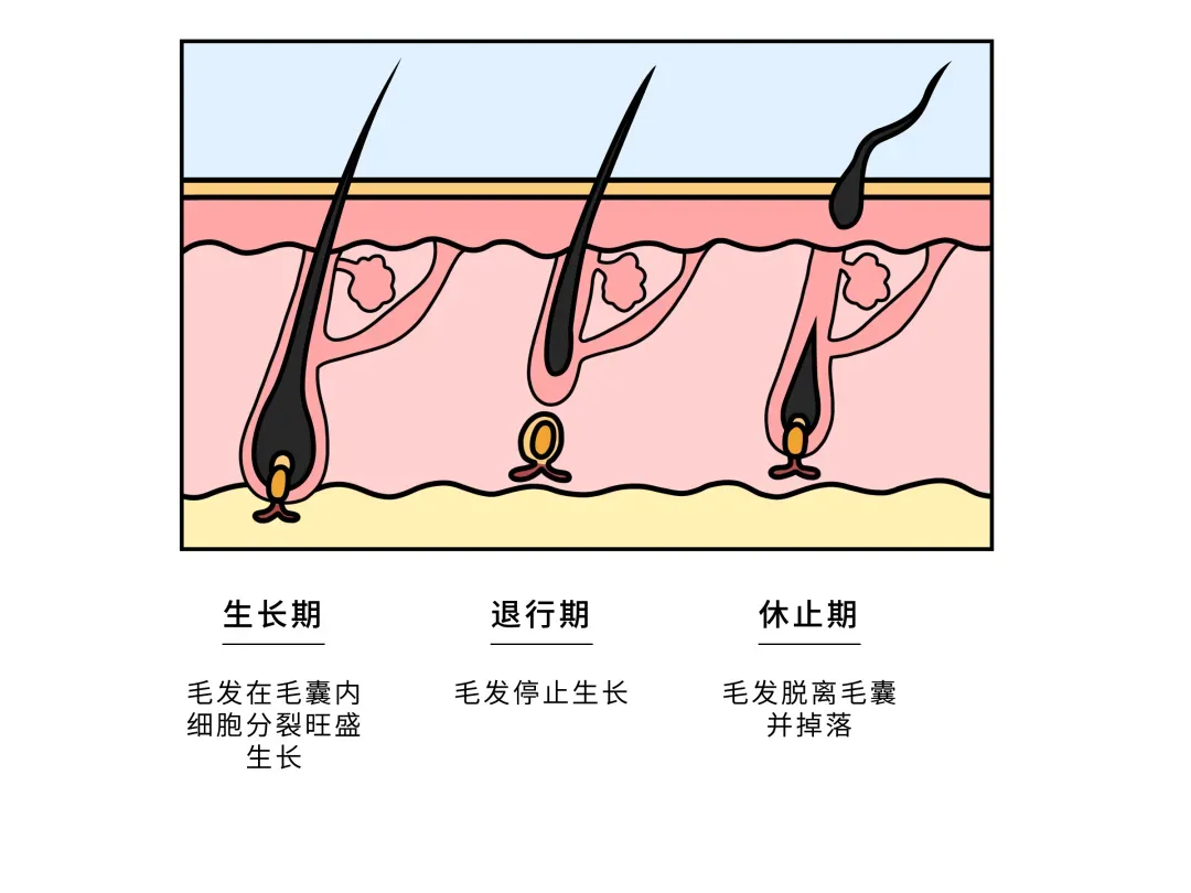 脱发很可怕,但更可怕的是