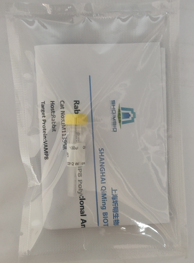 兔抗TH(Ab-19)多克隆抗体