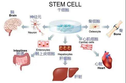 脐带中的那些宝藏原代细胞，你知道多少？