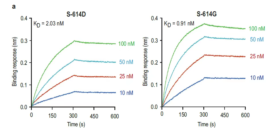 从分子互作水平解读，为何新冠突变体传染能力增强？