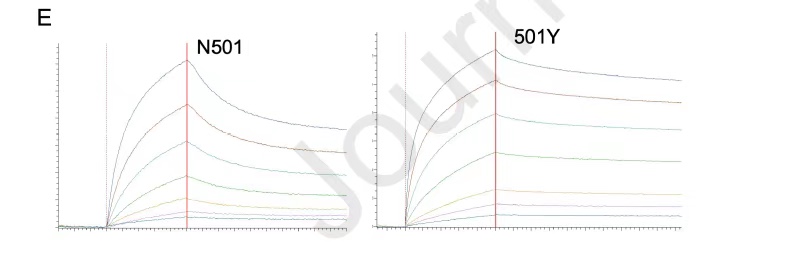 从分子互作水平解读，为何新冠突变体传染能力增强？