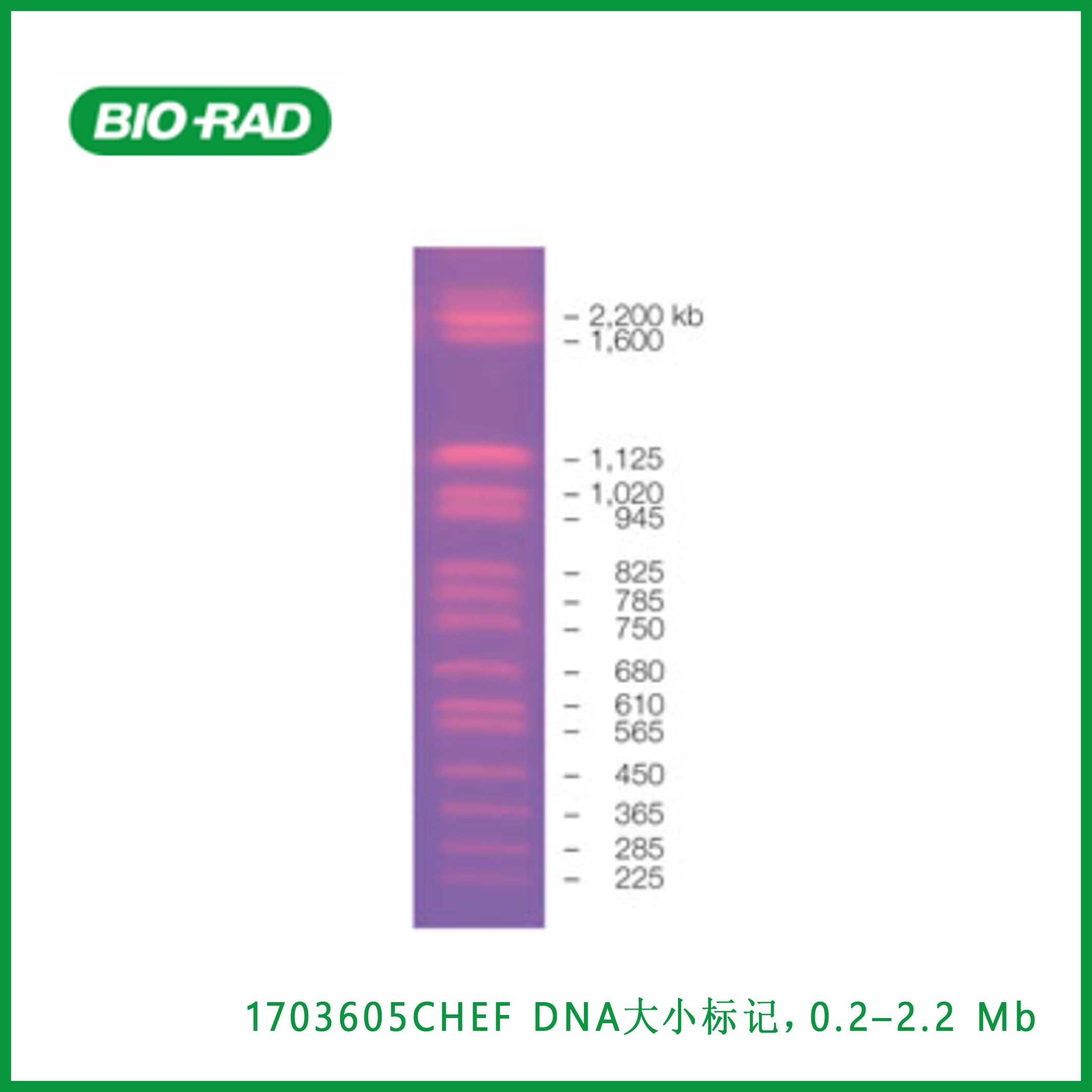 伯乐Bio-Rad1703605 CHEF DNA Size Marker, 0.2–2.2 Mb, S. cerevisiae Ladder，CHEF DNA大小标记，0.2–2.2 Mb，酿酒酵母，现货