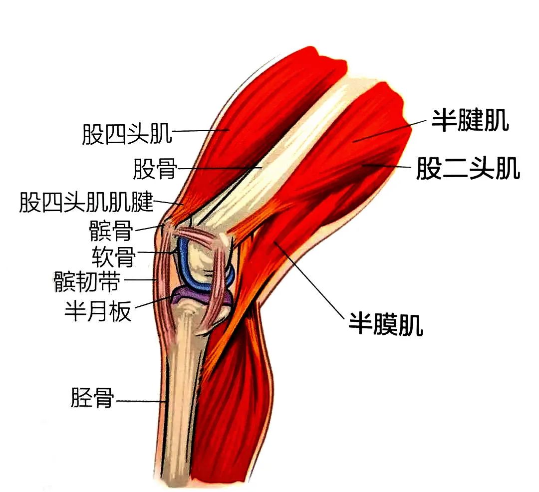 pn三分钟膝关节过伸的治疗