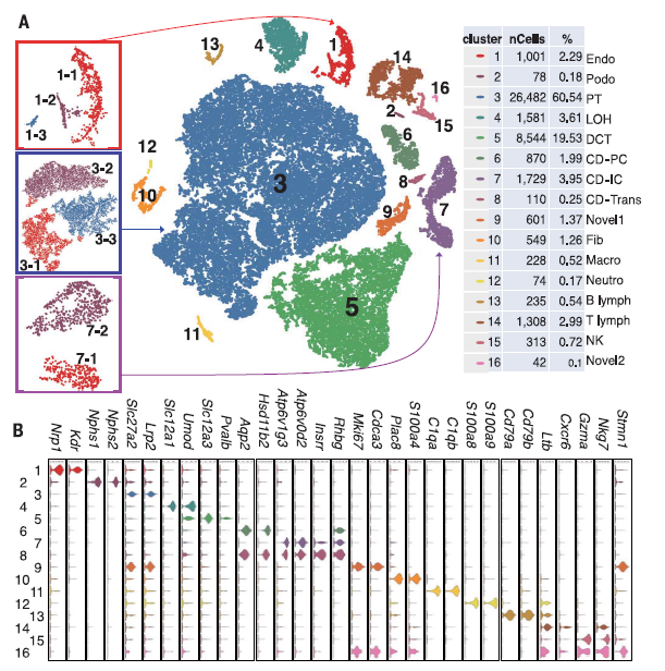 高分利器｜当单细胞测序遇到基因修饰小鼠……