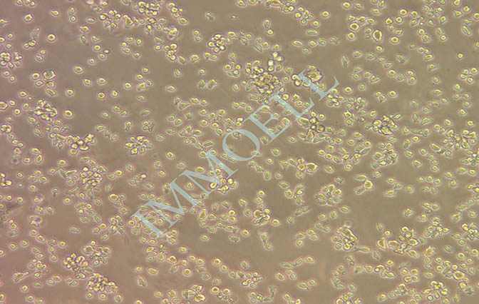 CA46人Burkitt’s淋巴瘤细胞