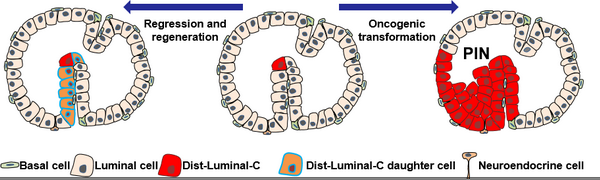 高分利器｜当单细胞测序遇到基因修饰小鼠……
