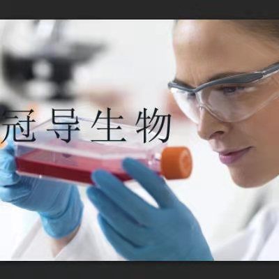 CHO-S Cells;中国仓鼠卵巢克隆细胞|STR鉴定图谱