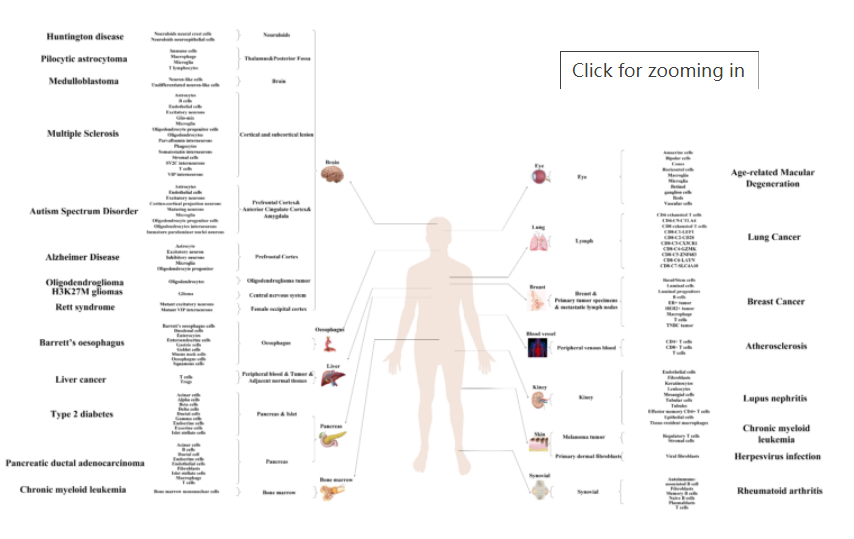 高分利器｜当单细胞测序遇到基因修饰小鼠……
