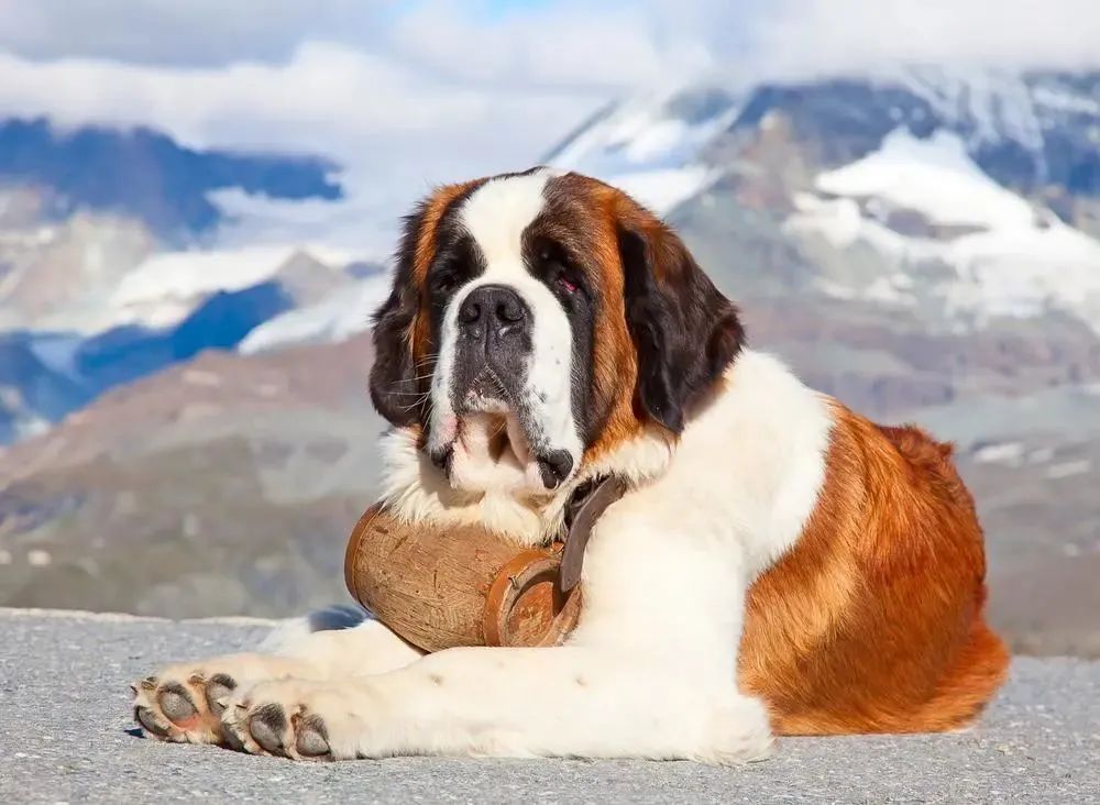 雪山巡逻犬图片