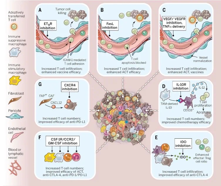 奥斯陆案例分享：过继性细胞治疗的临床前开发