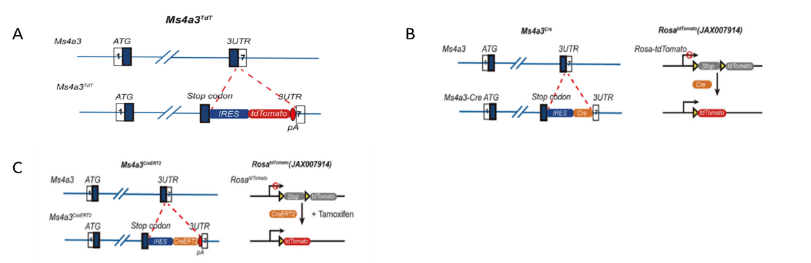 高分利器｜当单细胞测序遇到基因修饰小鼠……