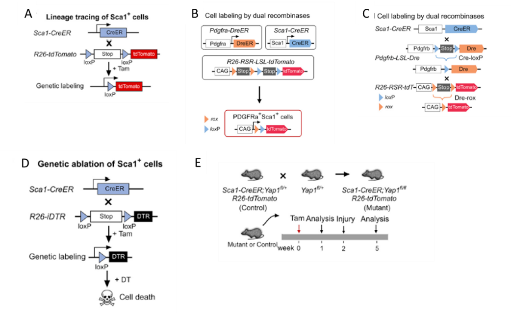 高分利器｜当单细胞测序遇到基因修饰小鼠……