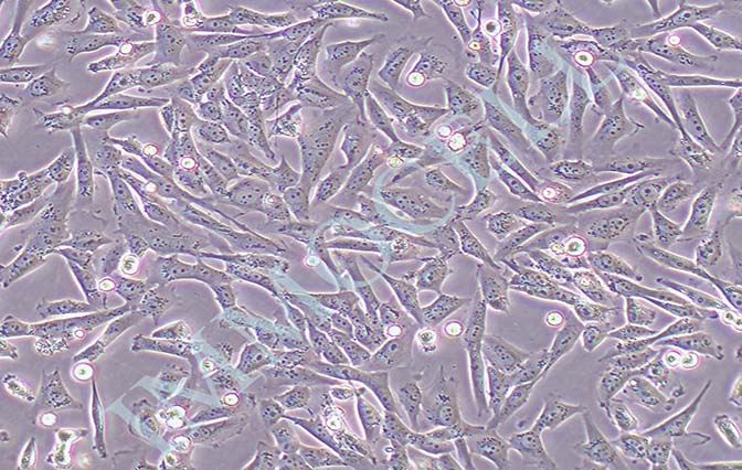 逸漠SF188人胶质母细胞瘤细胞