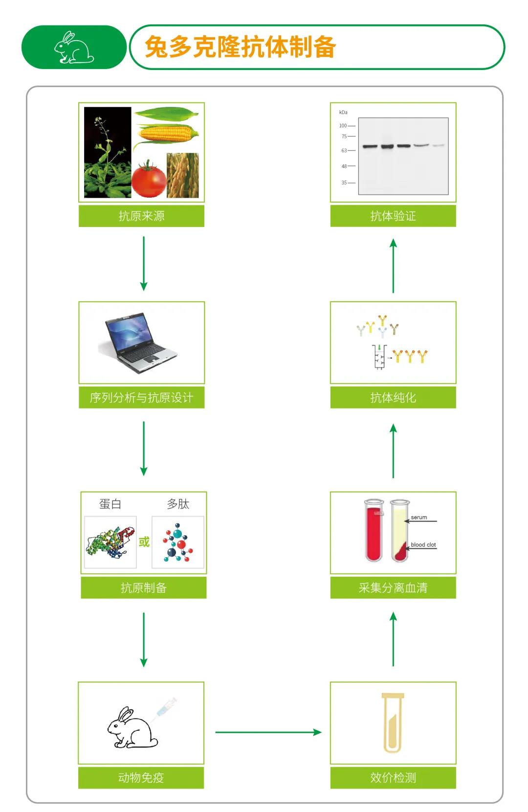 Plant Antibody|植物基因功能研究的“螺旋桨”