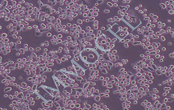 KATO III 人胃癌细胞