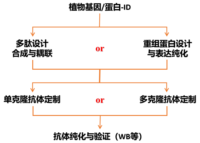 Plant Antibody|植物基因功能研究的“螺旋桨”