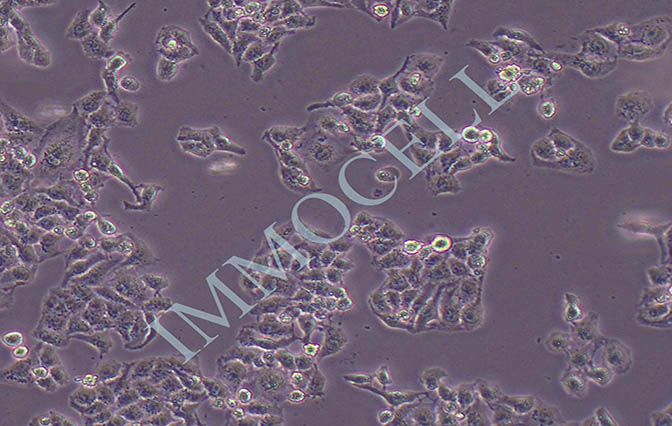 HEPARG人肝癌细胞
