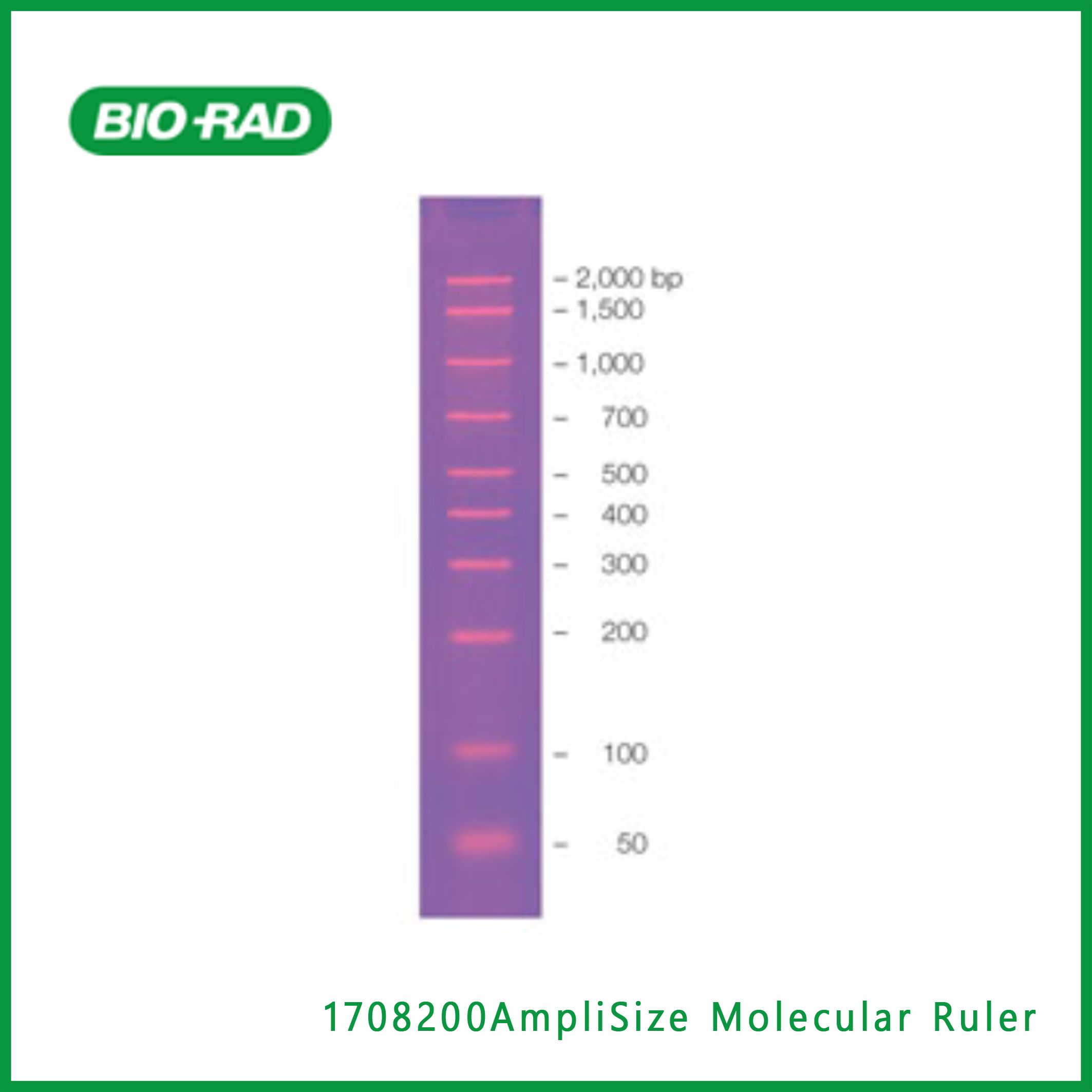 伯乐Bio-Rad1708200AmpliSize Molecular Ruler， 放大分子尺,现货