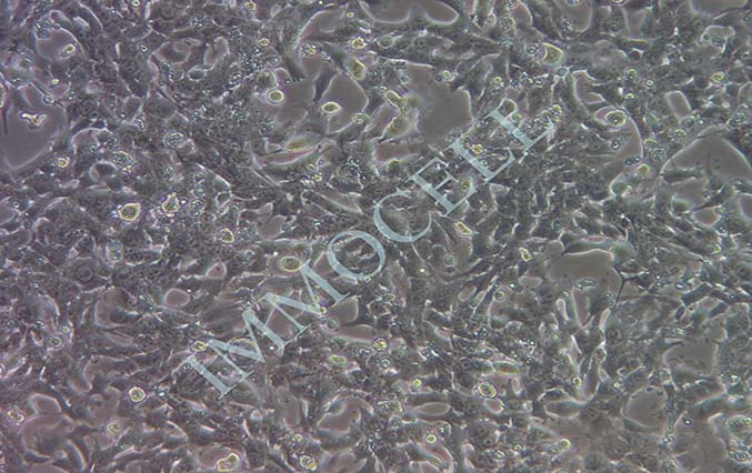 HEPA1-6 小鼠肝癌细胞