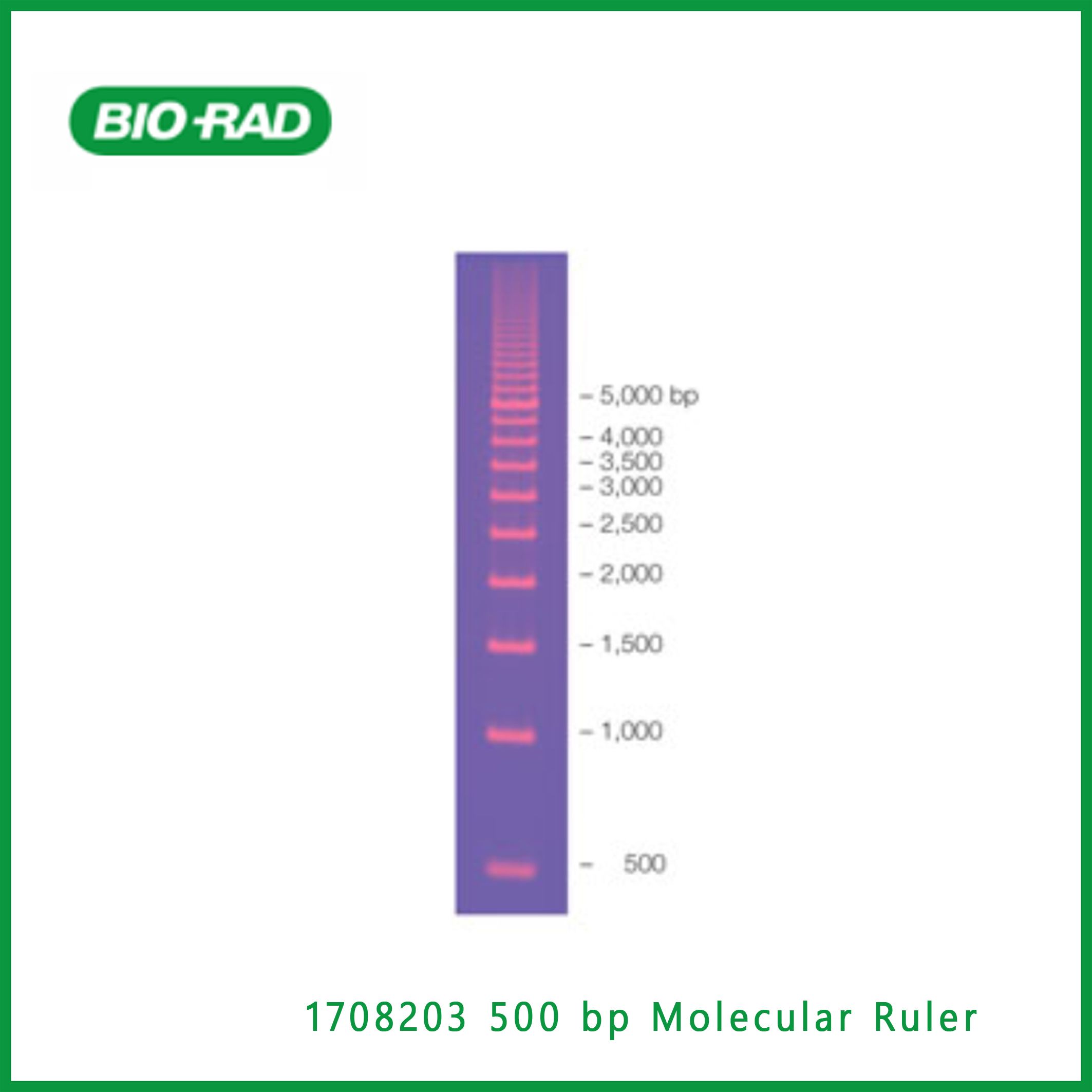 伯乐Bio-Rad1708203 500 bp Molecular Ruler， 500bp分子尺,现货