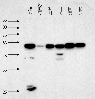 Plant Antibody|植物基因功能研究的“螺旋桨”