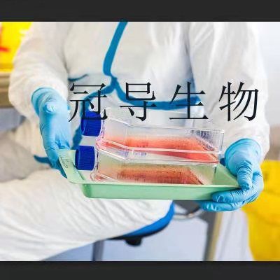 VSMC Cells;大鼠胸主动脉平滑肌克隆细胞|STR鉴定图谱