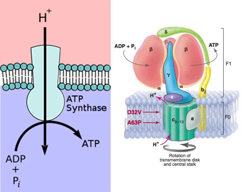 Plant Antibody|植物基因功能研究的“螺旋桨”