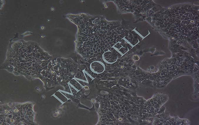 Capan-1 人胰腺癌细胞