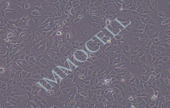 逸漠SHEE 永生化食管上皮细胞