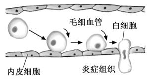 细胞行为大赏之细胞迁移