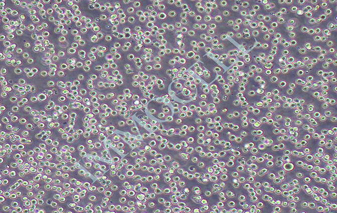 THP-1人单核细胞白血病细胞