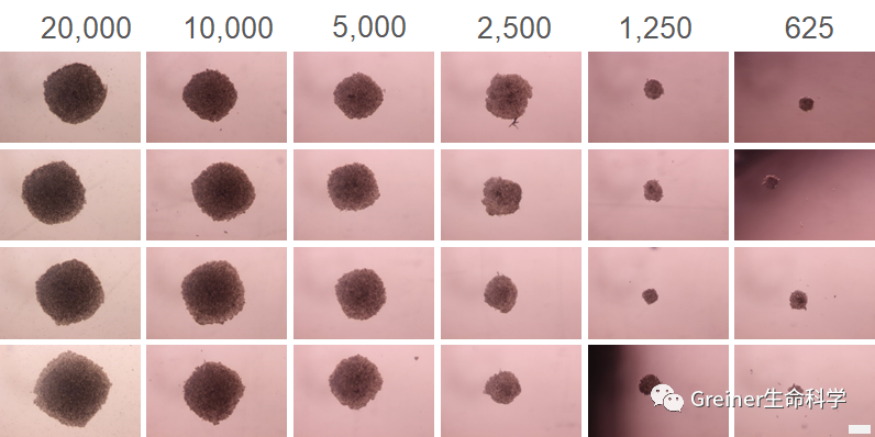 3D 细胞培养总是困难重重？Greiner 有妙招
