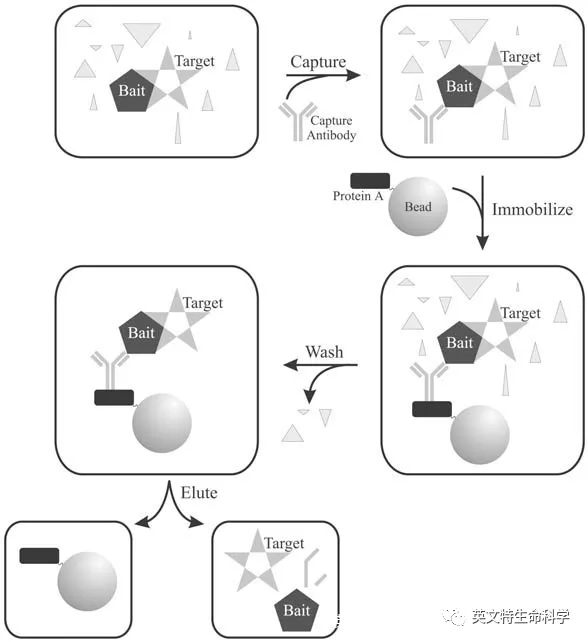 IP/Co-IP样品制备你做对了吗？