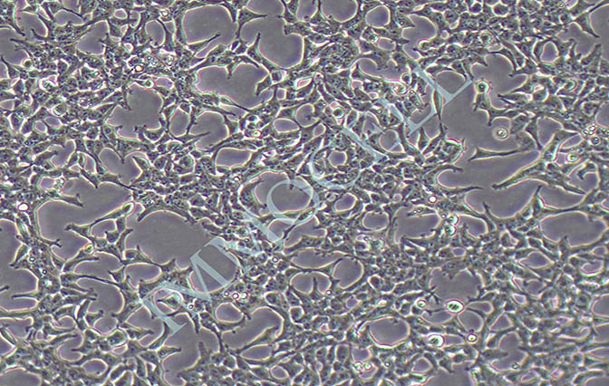 逸漠293T人胚肾细胞