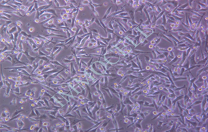 逸漠MDA-MB-231人乳腺癌细胞