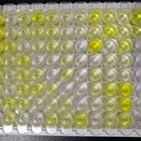 ELISA实验技术服务   