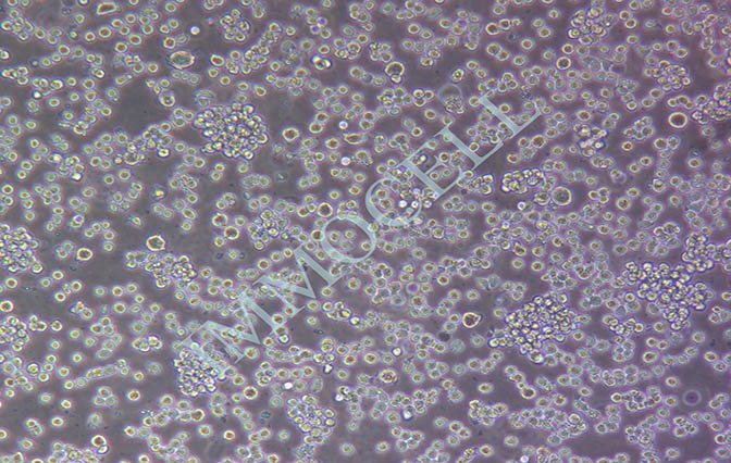 逸漠THP-1人单核细胞白血病细胞