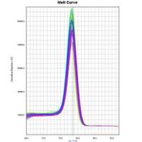荧光定量PCR技术服务      