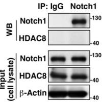免疫共沉淀技术服务  